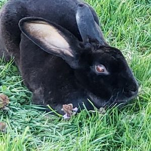 Meet your Posher, Renee